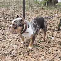 Moose, a male American Bully for sale in Joppa, AL – Photo 3 of 6