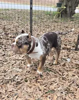 Moose, a male American Bully for sale in Joppa, AL – Photo 3 of 6