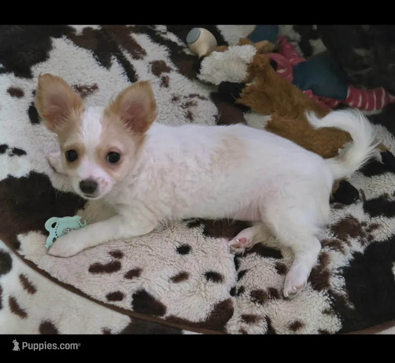 Frosty  – Chihuahua puppy for sale in Joppa, AL