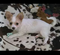 Frosty , a male Chihuahua for sale in Joppa, AL – 1 of 6