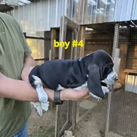 Boy #4, a male Basset Hound for sale in Joppa, AL – 2 of 6