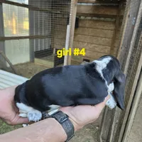 Girl#4, a female Basset Hound for sale in Joppa, AL – 6 of 6