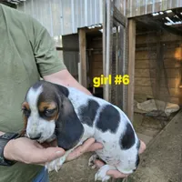 Girl #6, a female Basset Hound for sale in Joppa, AL – 3 of 8