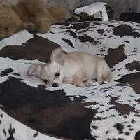 Little girl, a female Chihuahua for sale in Joppa, AL – 2 of 5