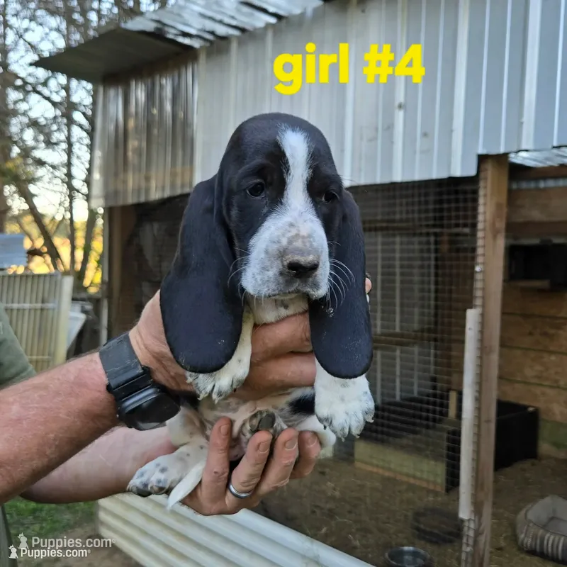 Girl#4, a female Basset Hound for sale in Joppa, AL – 1 of 6