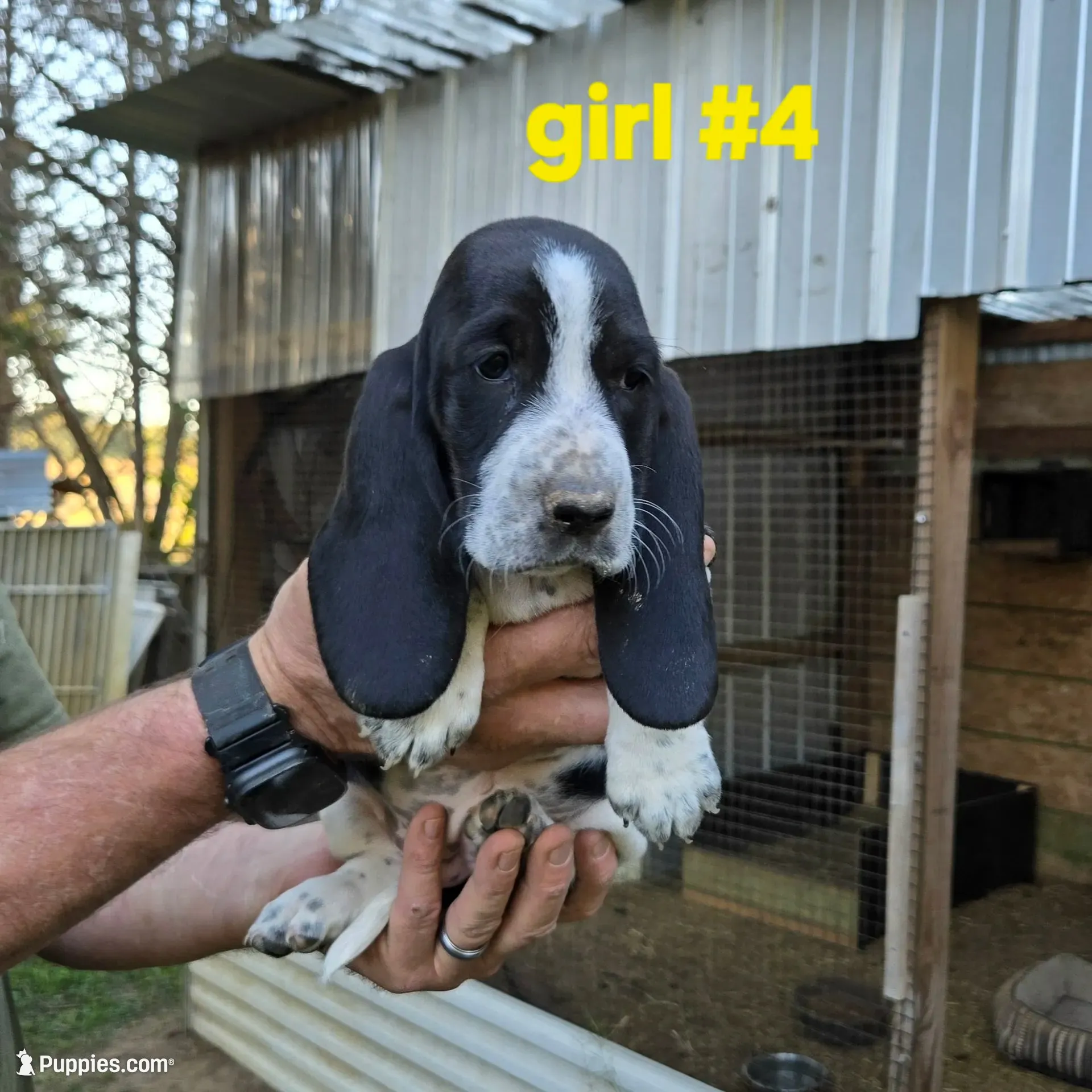Girl#4, a female Basset Hound for sale in Joppa, AL – 1 of 6