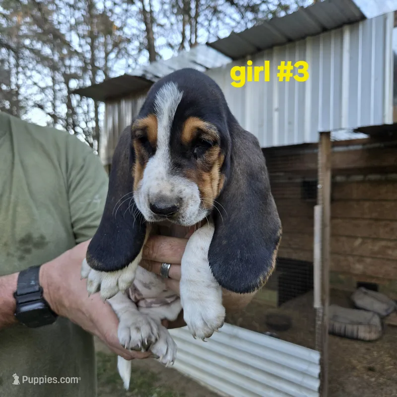Girl #3, a female Basset Hound for sale in Joppa, AL – 1 of 5