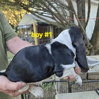 Boy #1, a male Basset Hound for sale in Joppa, AL – 2 of 5