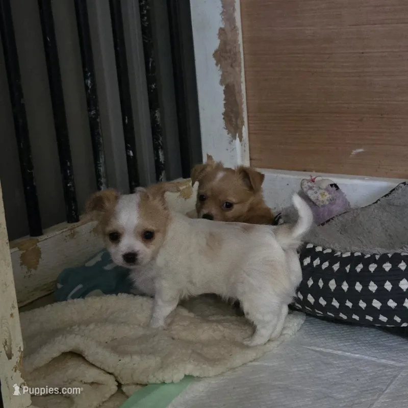 White boy – Chihuahua puppy for sale in Joppa, AL