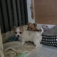 White boy, a male Chihuahua for sale in Joppa, AL – 4 of 9