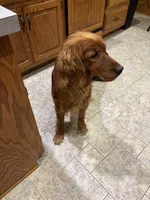 Cate, a female Golden Retriever for sale in Sunbury, PA – 2 of 3