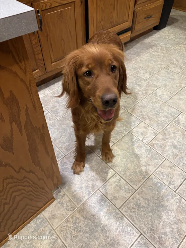 Cate – Golden Retriever puppy for sale in Sunbury, PA