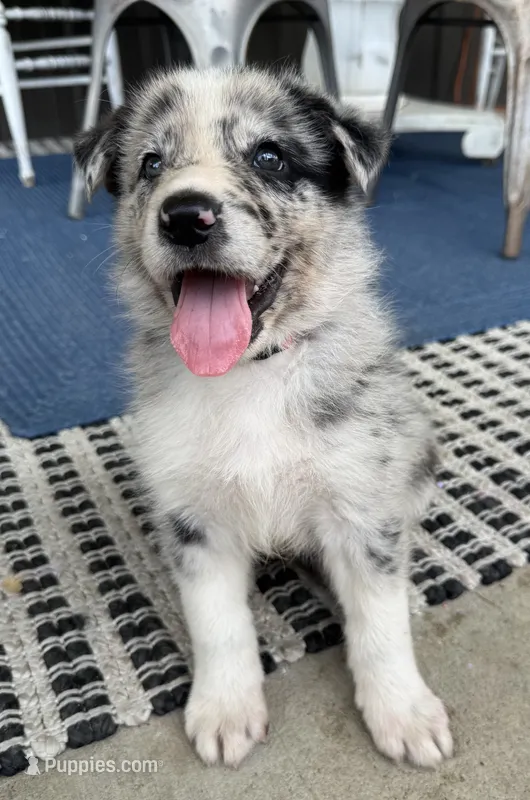 Red – Border Collie, German Shepherd Dog puppy for sale in Perry, KS