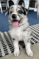 Red, a male Border Collie and German Shepherd Dog for sale in Perry, KS – 1 of 1