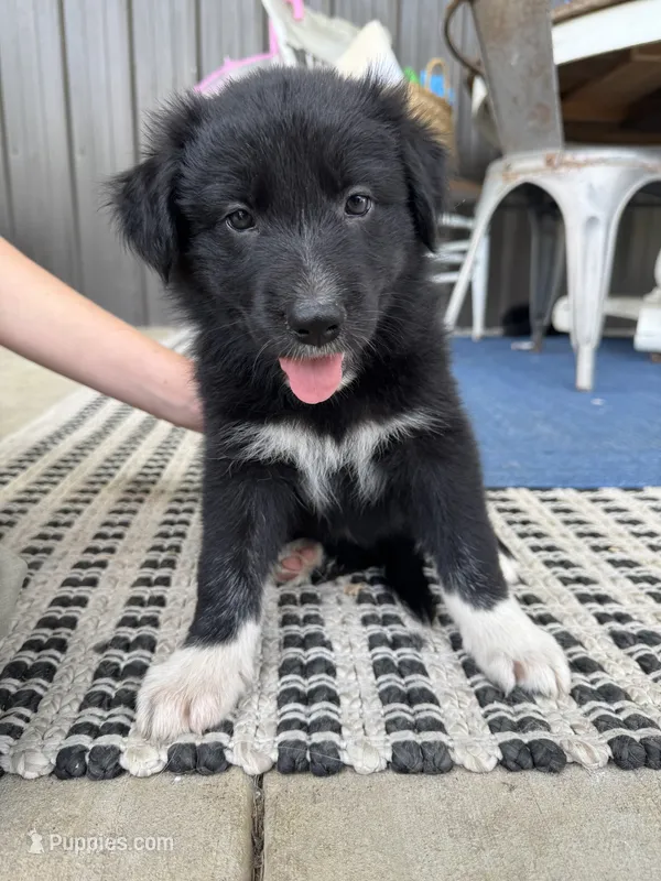 Purple – Border Collie, German Shepherd Dog puppy for sale in Perry, KS