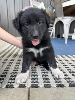 Purple, a female Border Collie and German Shepherd Dog for sale in Perry, KS – 1 of 1