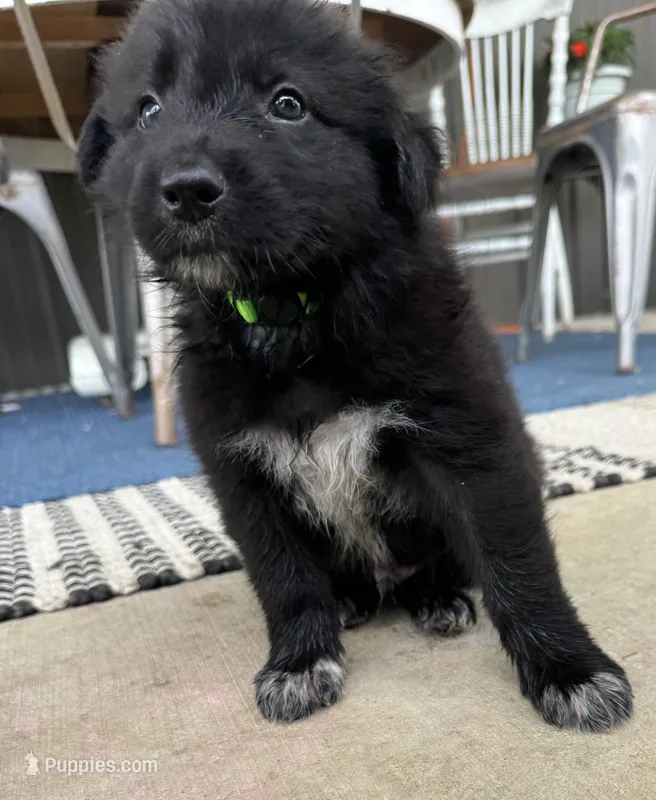 Green – Border Collie, German Shepherd Dog puppy for sale in Perry, KS