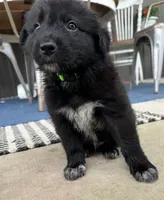 Green, a male Border Collie and German Shepherd Dog for sale in Perry, KS – 1 of 1