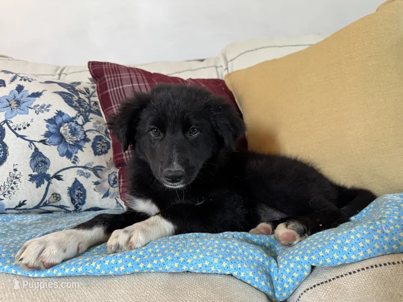 Purple – Border Collie, German Shepherd Dog puppy for sale in Perry, KS