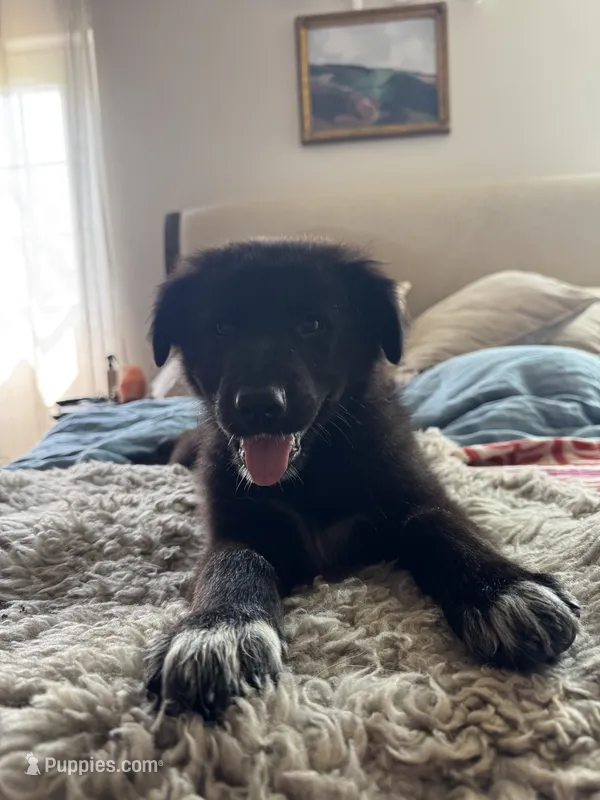 Green – Border Collie, German Shepherd Dog puppy for sale in Perry, KS