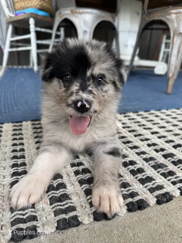 Lavender – Border Collie, German Shepherd Dog puppy for sale in Perry, KS