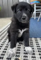 Orange, a male Border Collie and German Shepherd Dog for sale in Perry, KS – 1 of 1