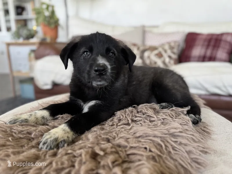 Orange – Border Collie, German Shepherd Dog puppy for sale in Perry, KS