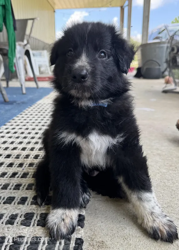 Blue – Border Collie, German Shepherd Dog puppy for sale in Perry, KS