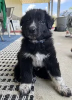 Blue, a male Border Collie and German Shepherd Dog for sale in Perry, KS – 1 of 1