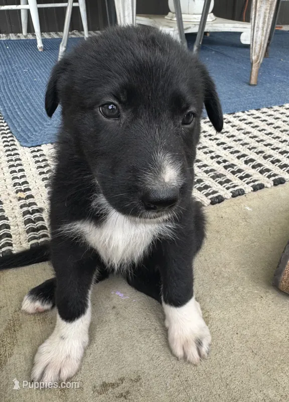 Pink – Border Collie, German Shepherd Dog puppy for sale in Perry, KS