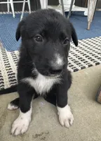 Pink, a female Border Collie and German Shepherd Dog for sale in Perry, KS – 1 of 1