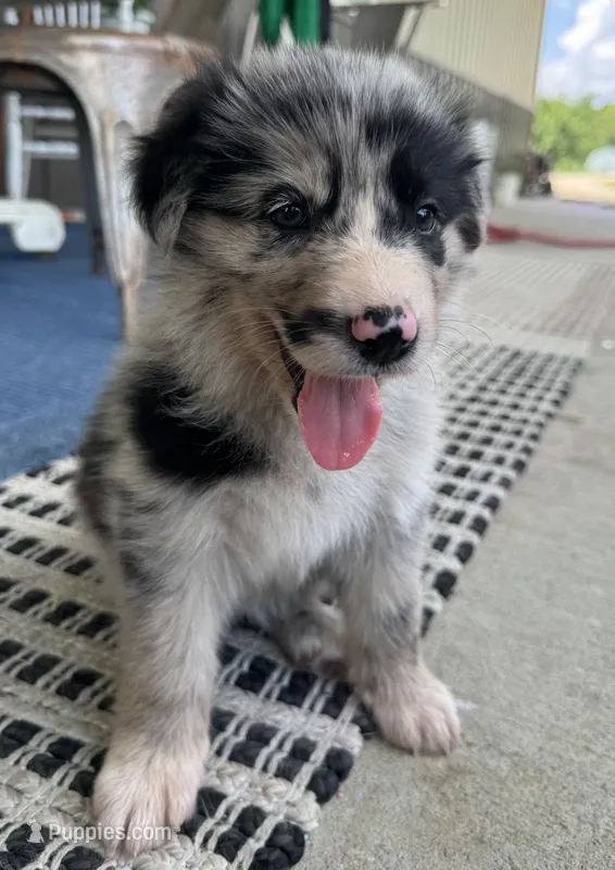 Sky – Border Collie, German Shepherd Dog puppy for sale in Perry, KS