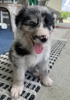 Sky, a female Border Collie and German Shepherd Dog for sale in Perry, KS – 1 of 1