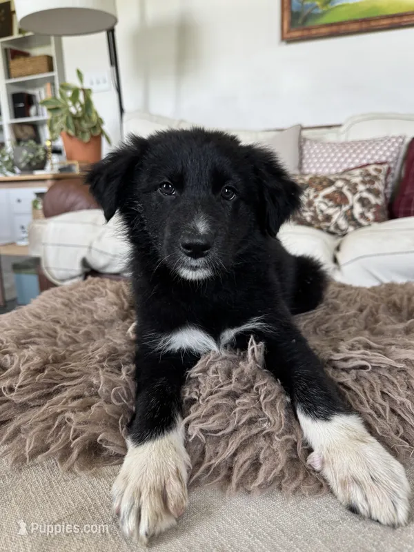 Purple – Border Collie, German Shepherd Dog puppy for sale in Perry, KS