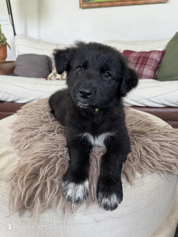 Green – Border Collie, German Shepherd Dog puppy for sale in Perry, KS