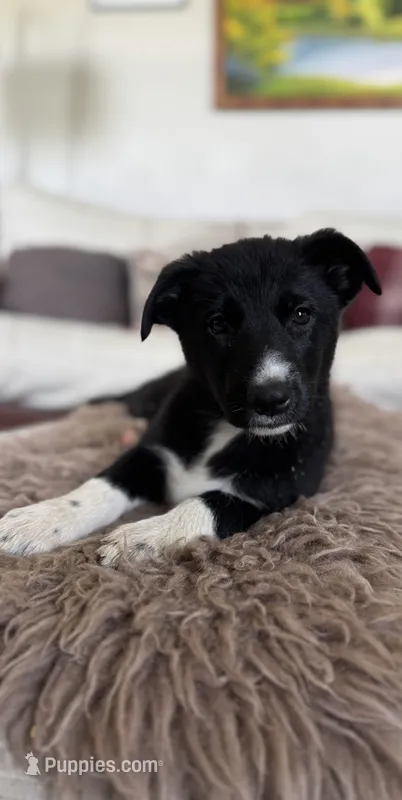 Pink – Border Collie, German Shepherd Dog puppy for sale in Perry, KS
