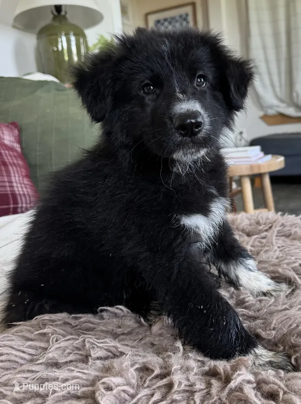 Blue – Border Collie, German Shepherd Dog puppy for sale in Perry, KS