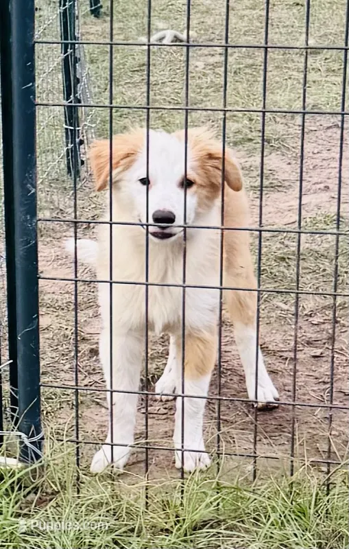 AKC Female #2 – Border Collie puppy for sale in Madisonville, TX