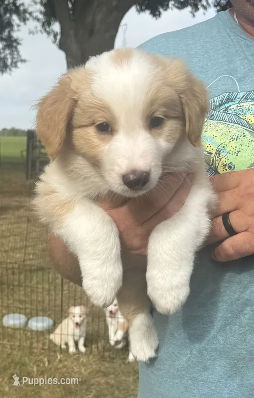 AKC Boy #1  – Border Collie puppy for sale in Madisonville, TX