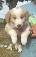 AKC Boy #1 , a male Border Collie for sale in Madisonville, TX – 1 of 1