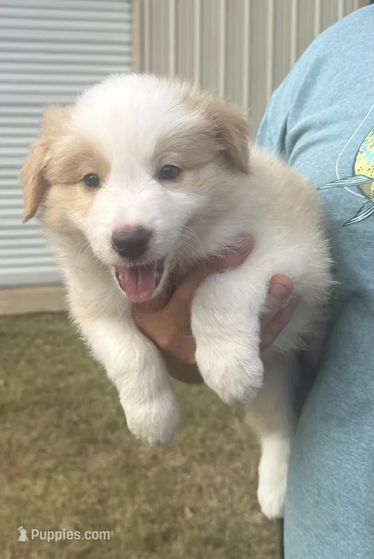AKC Boy #2  – Border Collie puppy for sale in Madisonville, TX