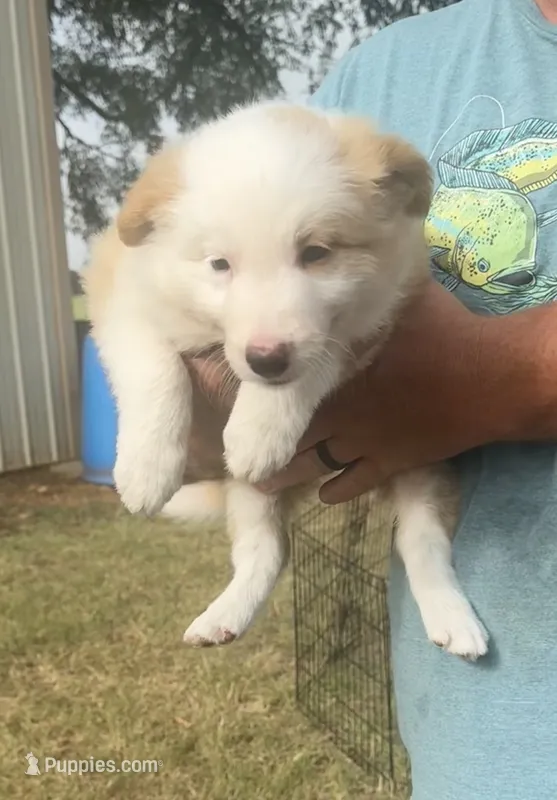 AKC Female #2 – Border Collie puppy for sale in Madisonville, TX
