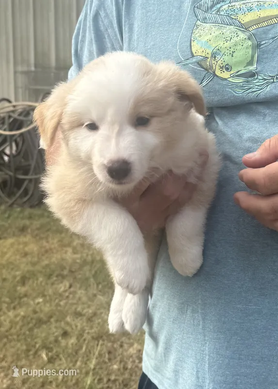 AKC Female #1 – Border Collie puppy for sale in Madisonville, TX