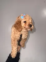 Hailey , a female Poodle - Toy  for sale in Woodhaven, NY – Photo 3 of 3