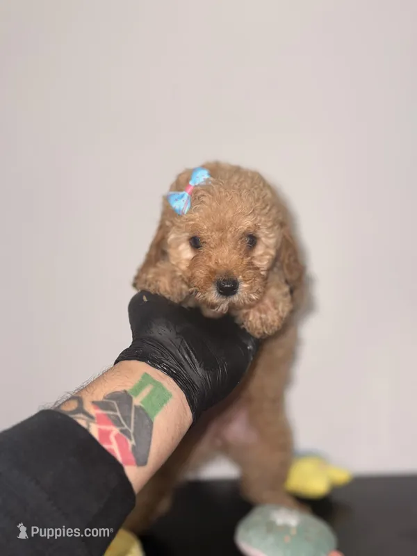 Hailey  – Poodle - Toy  puppy for sale in Woodhaven, NY