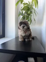 Cosmo, a male Shihpoo for sale in Woodhaven, NY – 2 of 6