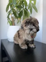 Cosmo, a male Shihpoo for sale in Woodhaven, NY – 5 of 6