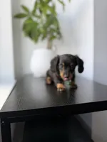 Shaggy, a male Miniature Dachshund for sale in Woodhaven, NY – 3 of 4