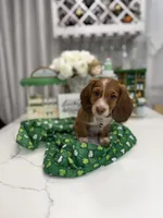 Hughe, a male Miniature Dachshund for sale in Woodhaven, NY – Photo 1 of 2