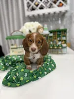 Hughe, a male Miniature Dachshund for sale in Woodhaven, NY – Photo 2 of 2